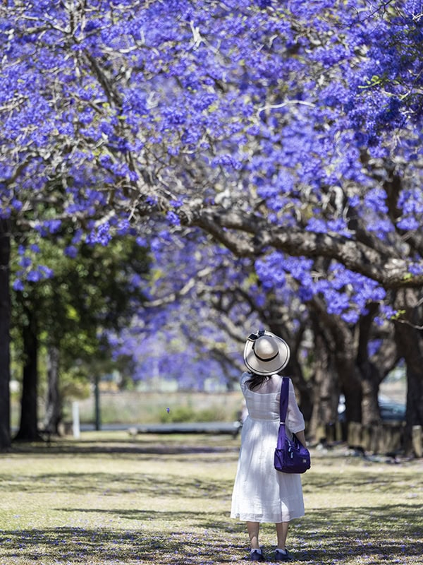 How to celebrate 90 years of Grafton’s Jacaranda Festival