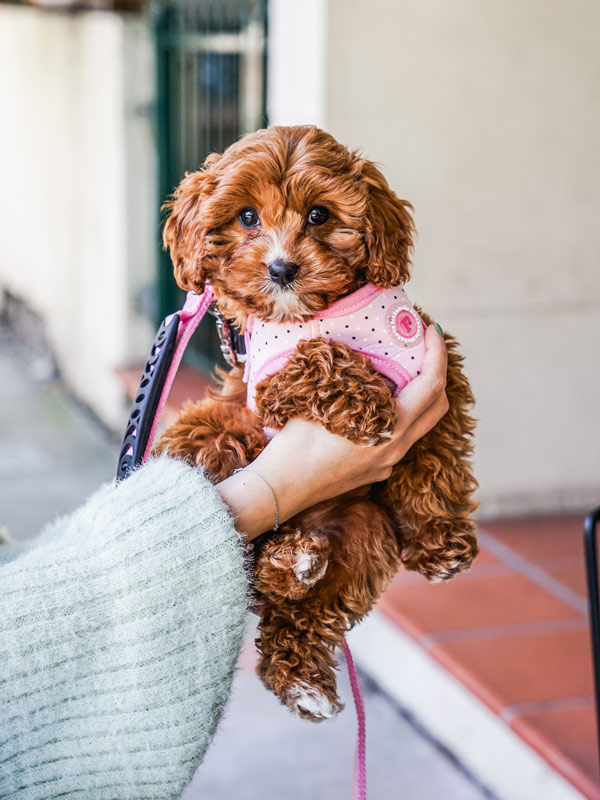 The 23 best pet-friendly cafes in Australia