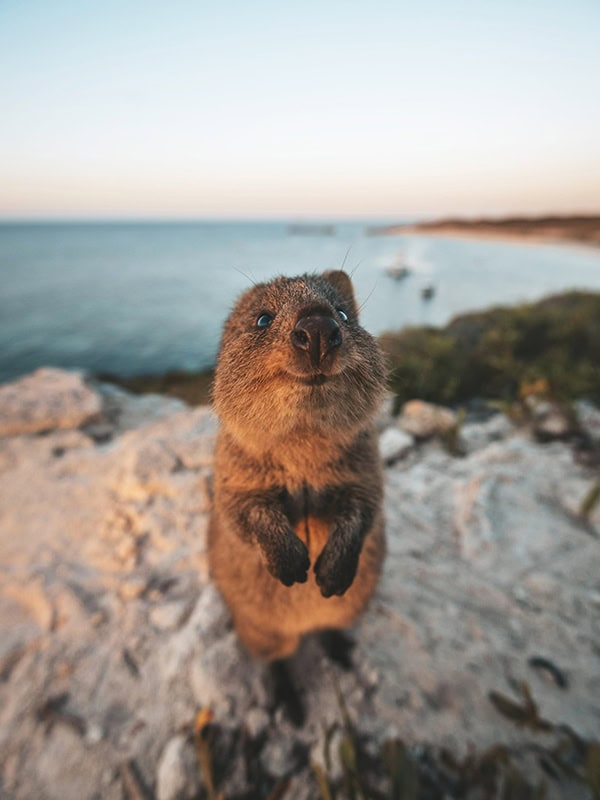 The ultimate guide to the real Rottnest Island