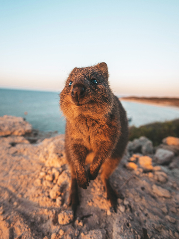 How to get the ultimate ethical selfie with a quokka